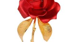 广阔天地中，仅存最真挚情谊——探讨鸟儿对树的执着友谊