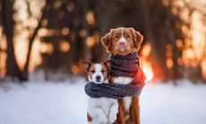 寒冬腊月寒气袭人的寒冷时光文案