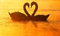 表达对爱情失落无奈的沉痛句子，充满绝望与悲伤