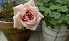 家庭成员之间存在一些关系上的间隔和距离现象