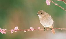 古诗赏析：展现春天美景的唯美诗句探究