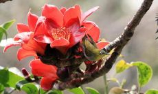 如何用独特的问候语迎接春分这一重要的节气？