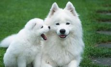 怎样运用生动具体的语言表达动物形态、习性、特征以及与环境的互动？——探究动物描写技巧