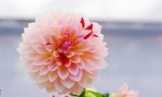 如何提高部队喊口号的响亮程度——技巧分享