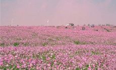 期待春天的朋友圈状态分享：为什么我如此渴望阳光、鲜花和百般生机？