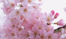 【深度描绘樱花的美丽与文化底蕴——探讨樱花在东亚社会中的地位与象征意义】