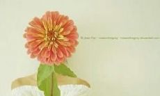 十句关于青春和亲情的深刻句子，表达对家人深深的爱和对生命的热爱和追求