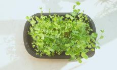 表达开心的句子，让人愉快的语言与纯洁的心灵相遇