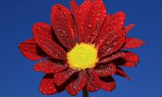 用一个句子形容亲情是无价之宝，超越金钱的限制和价值