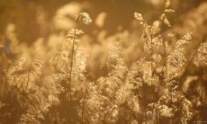 一些优美的句子，描述秋季的萧瑟风情