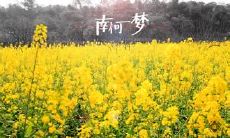 独具魅力的南柯一梦：探索其中深情爱情的美妙表达