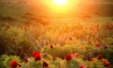 发掘内心深处的情感：触及灵魂的表达方式