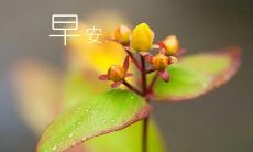 四月你好，祝你早安！-一个温暖的问候语