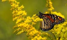 夏日即将落幕，续写优美而感人的夏末句子！