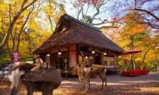 表达友谊情谊，祝福朋友快乐幸福的优美句子