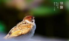 细腻暖心的2022惊蛰，寄托着无限祝福与欢愉的句子