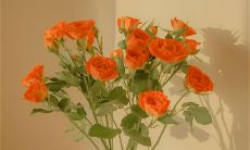 在牛年里生意兴隆的公司经营得更加繁荣昌盛啦！