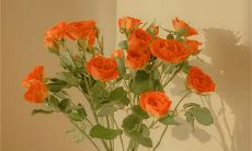 探究措辞的魅力：让文案既简短又充满深意的技巧