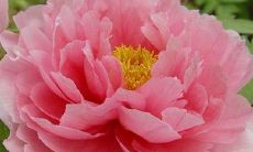 汇集牡丹之美：展示牡丹之诗意与画意的精美句子