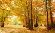 精美绝伦的银杏树赋词：闻叶落声，落雁长鸣，黄昏醉人；翠绿染红，岁月沧桑，变幻无穷