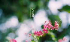 分享一下我在立夏这个有着悠久历史的传统节气中的快乐心情，让我们一起欢庆温暖的春季结束和生机勃勃的夏季开始的美好时刻！