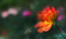 用诗句形容绚烂花海的美景