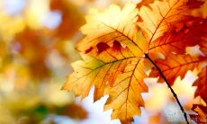 从成功人士身上汲取智慧：探析鼓舞人心的成功名言和励志名句