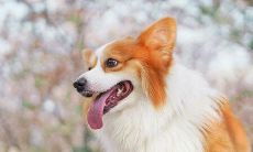 欣喜若狂的我——畅淋着幸福的心情，浸润着满溢的喜悦与欢欣！