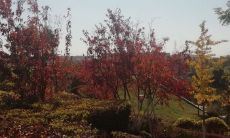 享受唱歌的愉悦：用生动形象的句子来描述唱歌带来的开心、快乐和兴奋