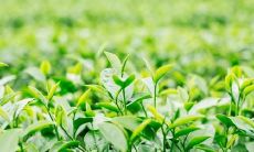 春花茶叶在清晨沐浴中绽放青翠，随着轻轻一抖，微香四溢，令人沉醉于这茶香四溢的自然美感当中