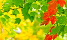 分享立秋时节的心情，一起感受季节变迁的美好时光：朋友圈长文赏析