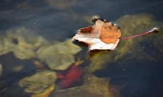 早秋凉意袭来，让我不禁感慨万千——心情随笔