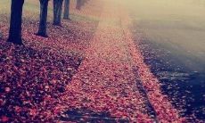 心怀仇恨和烦躁折磨着我灵魂的语句