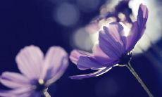 一份收录有各种令人感动和令人难忘的誓言的综合性唯美句子大全