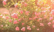 如何通过发送短信问候来提升您酒店客户的满意度和忠诚度？