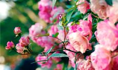 深度解读立夏发的观点与观感：探究立夏在社交媒体平台上表达个人心声的背后意义及其影响力分析