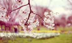 展望未来，回顾过往：感激园长不朽名言的智慧启示