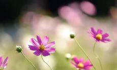 友谊万岁：当真正的友谊比任何其他事情都更重要时