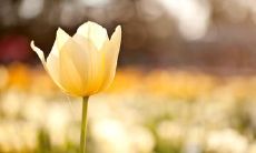 用友情句子描述校园操场的文章