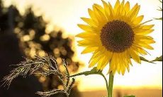 达到高情商标准的个体所表达的含有亲和力、温暖和关爱的早晨问候语句