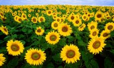 每一天我们都应该寻找快乐的句子，用积极的思维来面对生活中的挑战！