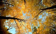 已久未聚的老朋友，秋天来临之际发出最温暖的问候短信