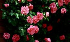 分享一些关于友情的浪漫文艺句子，表达内心感受