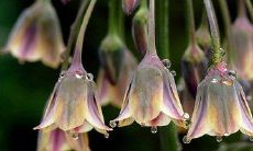 龙族的语言中关于友情的表达方式