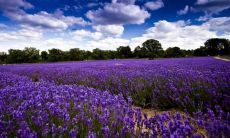 如何通过积极句子过上幸福的生活：重要的座右铭是活出快乐！