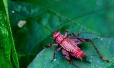 听起来像海浪声的清晨虫鸣，那种让人感到既舒适又令人振奋的声音