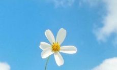 夏日的感恩：带给我们温暖的阳光所饱含的情感表达