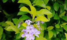 请不要采摘路边的野花，保护自然环境，让花儿在风中自由舞蹈