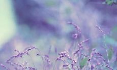 欢度充满感恩与欢笑的节日——开心感恩节句子