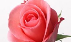 对于那些不希望与你相见的人，请不要去打扰，以此来表达友谊之情的句子